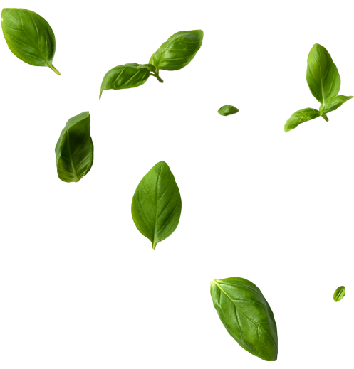 Fresh green basil leaves scattered on a black background, creating a dynamic and vibrant pattern. The contrast highlights the leaves' rich texture.