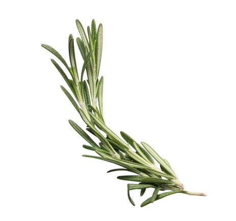 Sprig of fresh rosemary with needle-like green leaves, displayed against a black background. The overall look is vivid and aromatic.